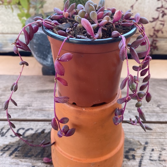 Ruby Pearls life plant / organic - Picture 3 of 5